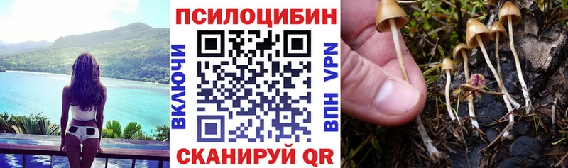 дарнет шоп  Новоалтайск  Галлюциногенные грибы мицелий 